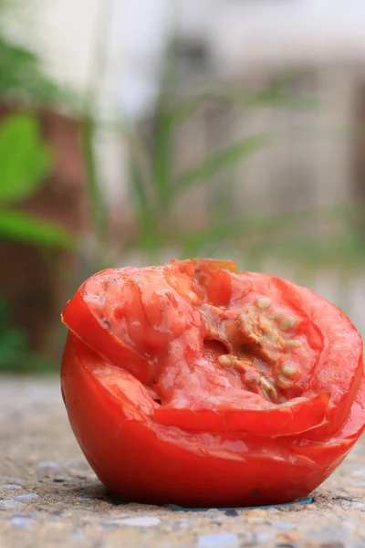 Tomates podridos — Foto de Stock
