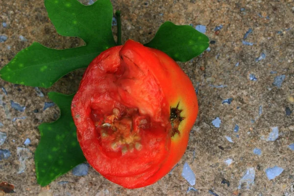 腐ったトマト — ストック写真