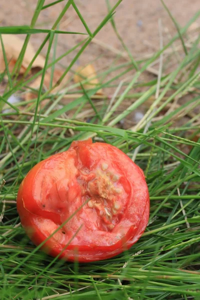 腐ったトマト — ストック写真