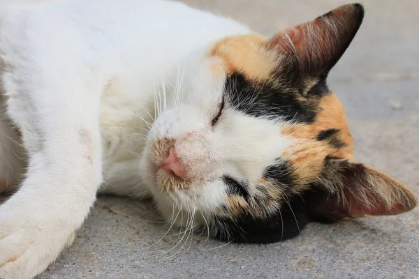 Gato durmiendo — Foto de Stock