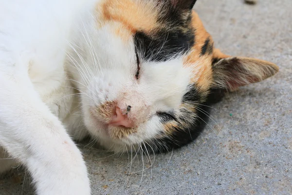 Gato durmiendo —  Fotos de Stock