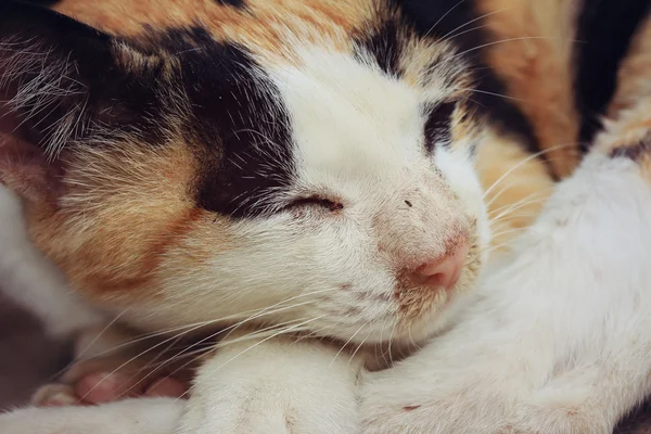 Gato durmiendo — Foto de Stock