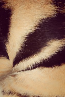 kürklü kedi arka plan