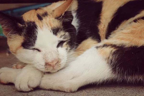 Кошка спит — стоковое фото
