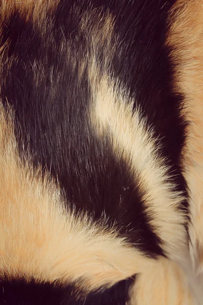 Futro kot tło — Zdjęcie stockowe