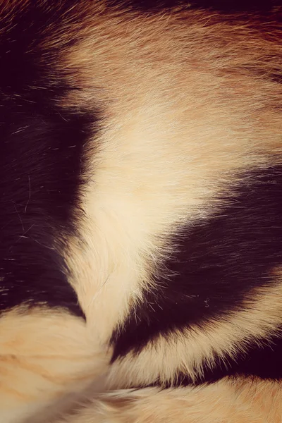 Меховой кот — стоковое фото