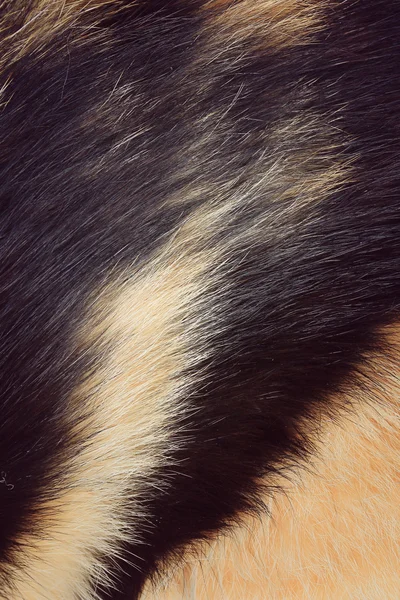 Futro kot tło — Zdjęcie stockowe