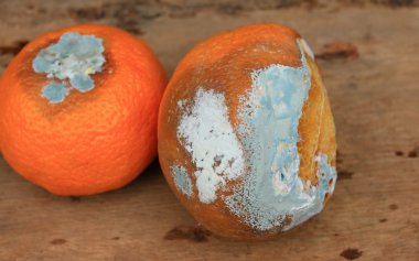 ahşap vintage çürük turuncu meyve