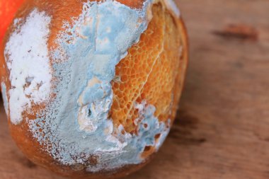 ahşap vintage çürük turuncu meyve