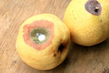 ahşap vintage çürük armut meyve