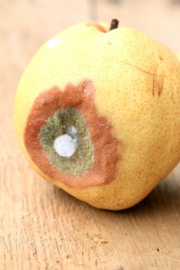 ahşap vintage çürük armut meyve