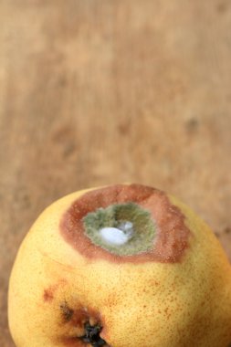 ahşap vintage çürük armut meyve