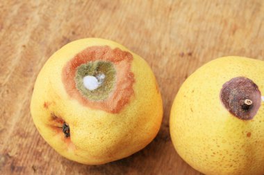 ahşap vintage çürük armut meyve