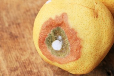 ahşap vintage çürük armut meyve