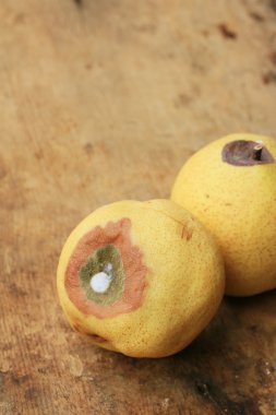 ahşap vintage çürük armut meyve