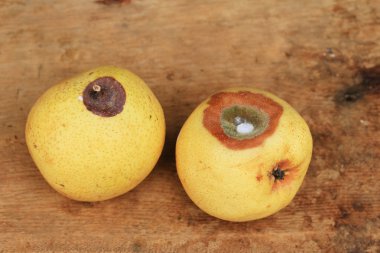 ahşap vintage çürük armut meyve