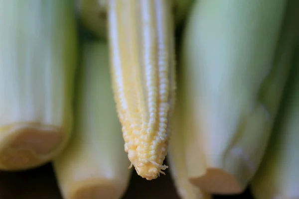 Baby fresh corn — Stock Photo, Image