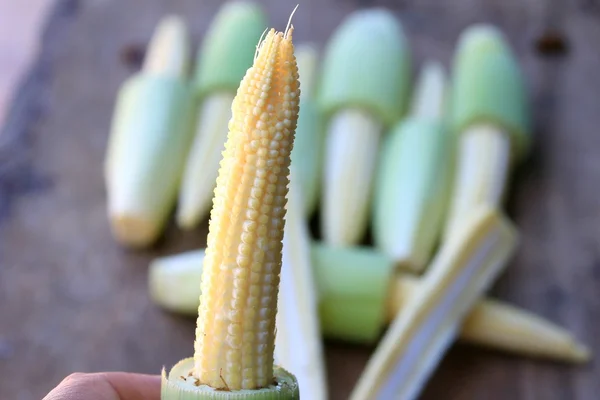 Baby fresh corn — Stock Photo, Image