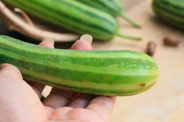 Pepino fresco de verduras — Foto de Stock