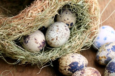 bıldırcın yumurtası