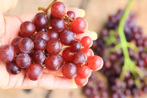 Uvas frescas de frutas — Foto de Stock