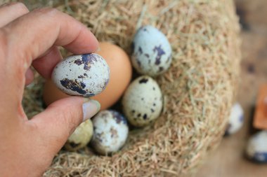 bıldırcın yumurtası