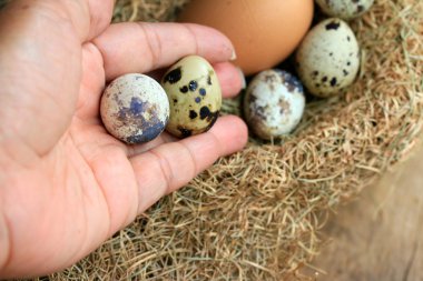 Bıldırcın yumurtası ve kahverengi yumurta