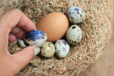Bıldırcın yumurtası ve kahverengi yumurta