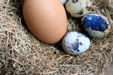 Bıldırcın yumurtası ve kahverengi yumurta