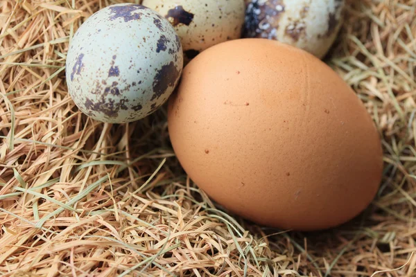 Jaja przepiórcze i brązowe jaja — Zdjęcie stockowe