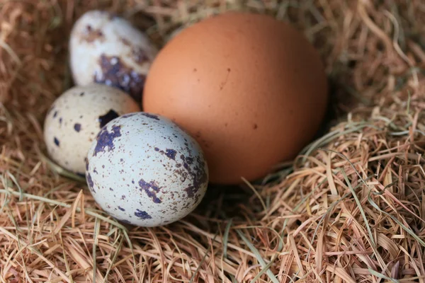 Huevos de codorniz —  Fotos de Stock