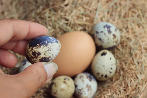 Bıldırcın yumurtası ve kahverengi yumurta — Stok fotoğraf