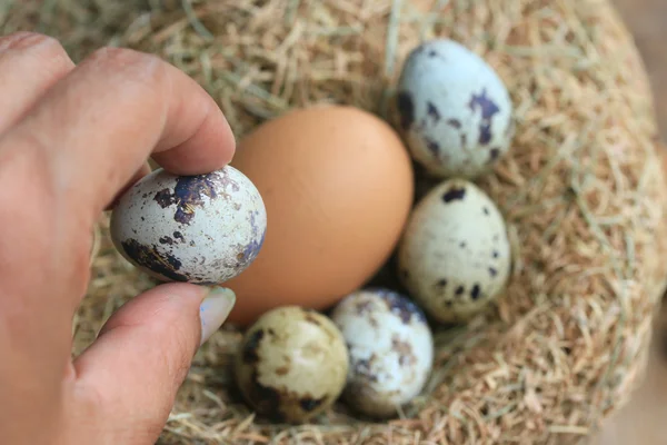 Bıldırcın yumurtası ve kahverengi yumurta — Stok fotoğraf