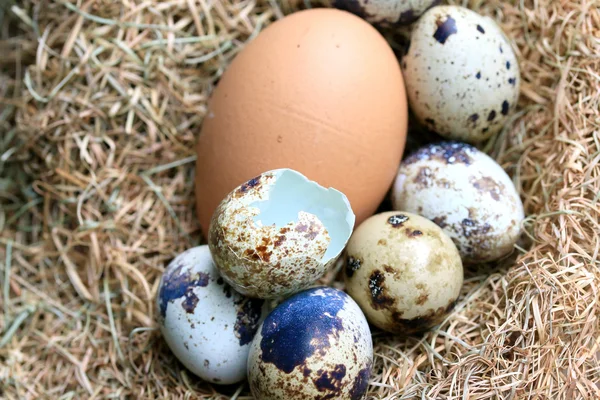 Перепелиные яйца и коричневые яйца — стоковое фото