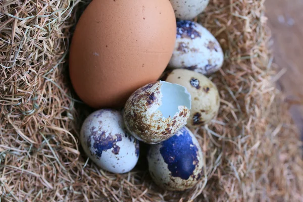 Huevos de codorniz — Foto de Stock