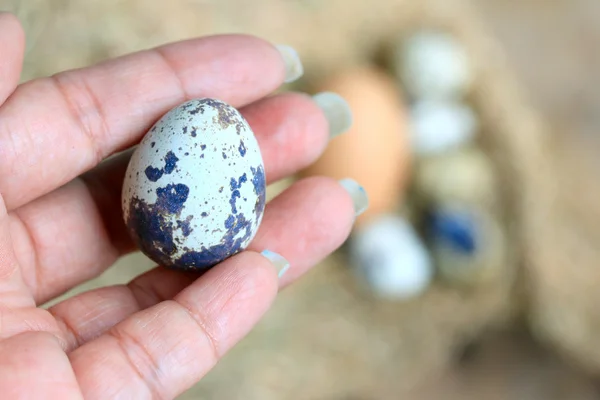 Quail eggs and brown eggs — Stock Photo, Image