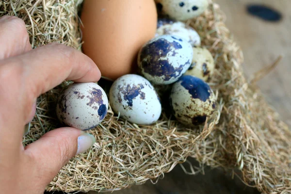 Huevos de codorniz —  Fotos de Stock