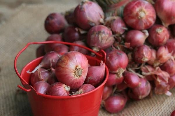 Shallots — Stock Photo, Image