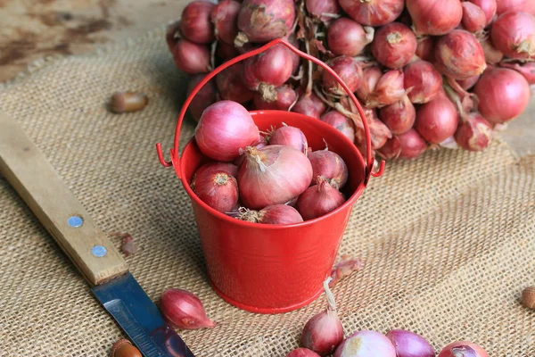 Shallots — Stock fotografie