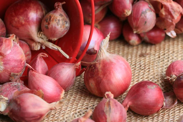 Shallots — Stock fotografie