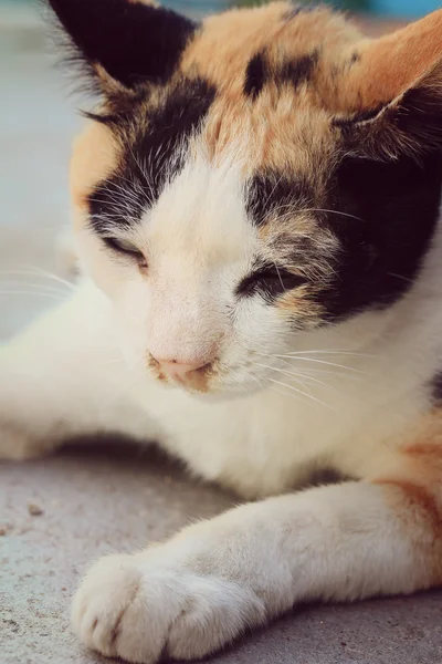 Duerme gato — Foto de Stock