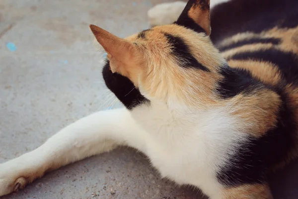 Katzenschlaf — Stockfoto