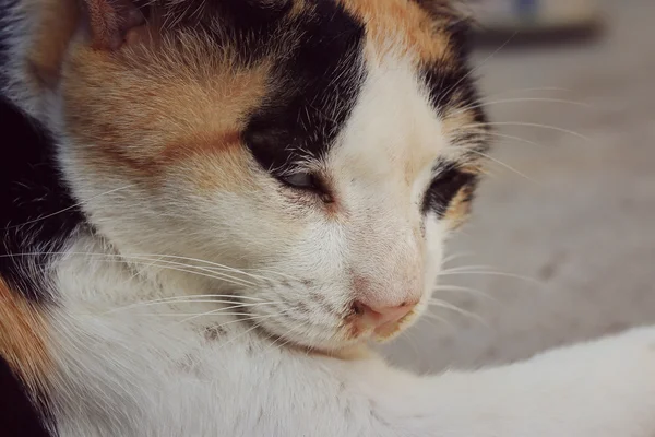 Katzenschlaf — Stockfoto