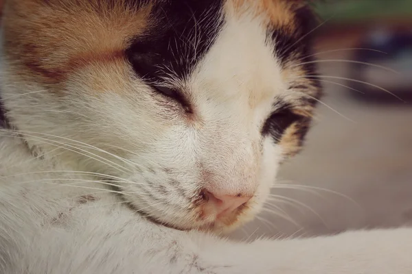 Dormire gatto — Foto Stock