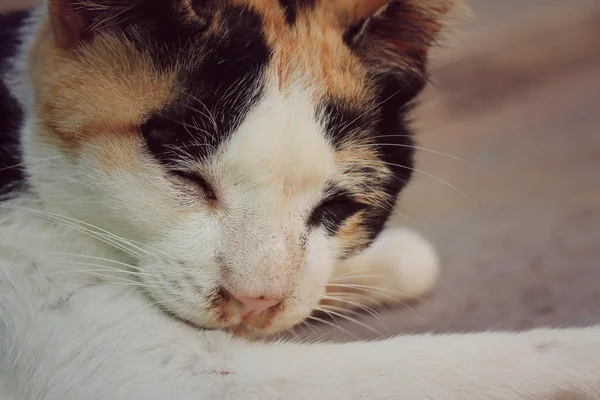 Katzenschlaf — Stockfoto