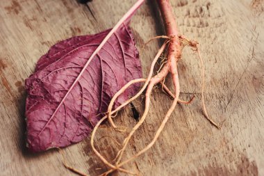 ahşap bir vintage üzerinde kırmızı ıspanak