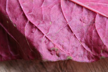 ahşap bir vintage üzerinde kırmızı ıspanak