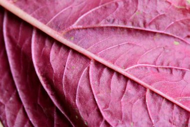 ahşap bir vintage üzerinde kırmızı ıspanak