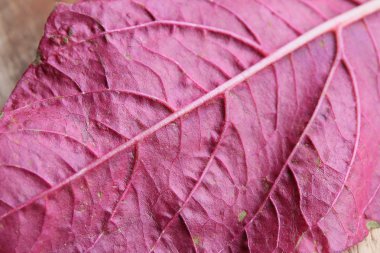 ahşap bir vintage üzerinde kırmızı ıspanak