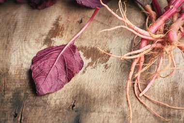 ahşap bir vintage üzerinde kırmızı ıspanak